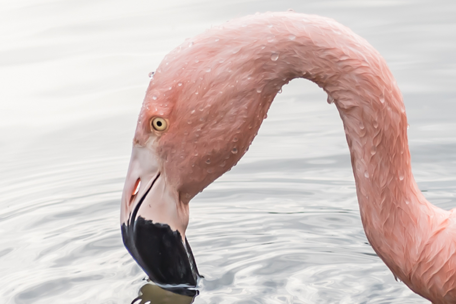 Flamingo im Westfalenpark Dortmund