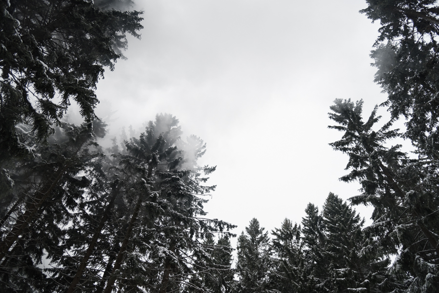 Wald Brocken Harz