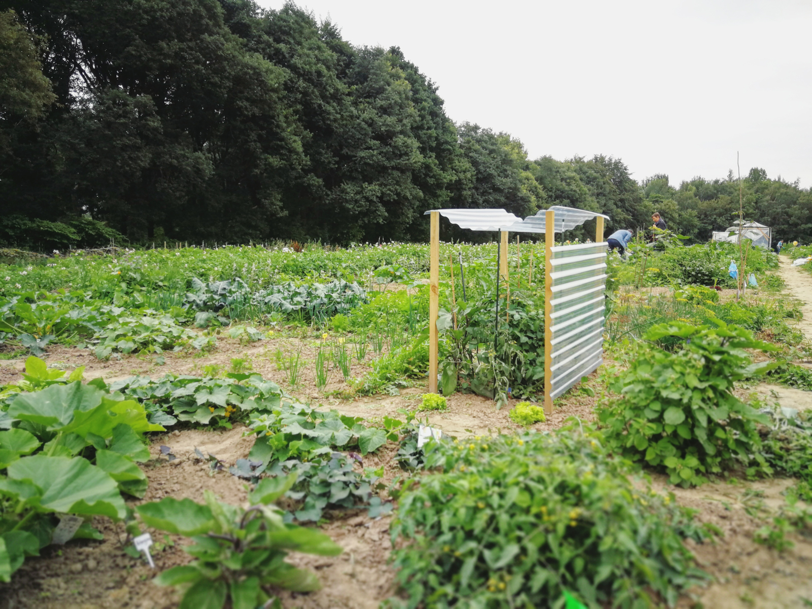 Feld Gemüsegarten Bochum