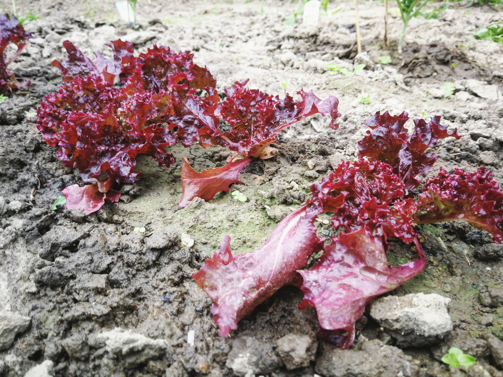 Salat Gemüsegarten Bochum