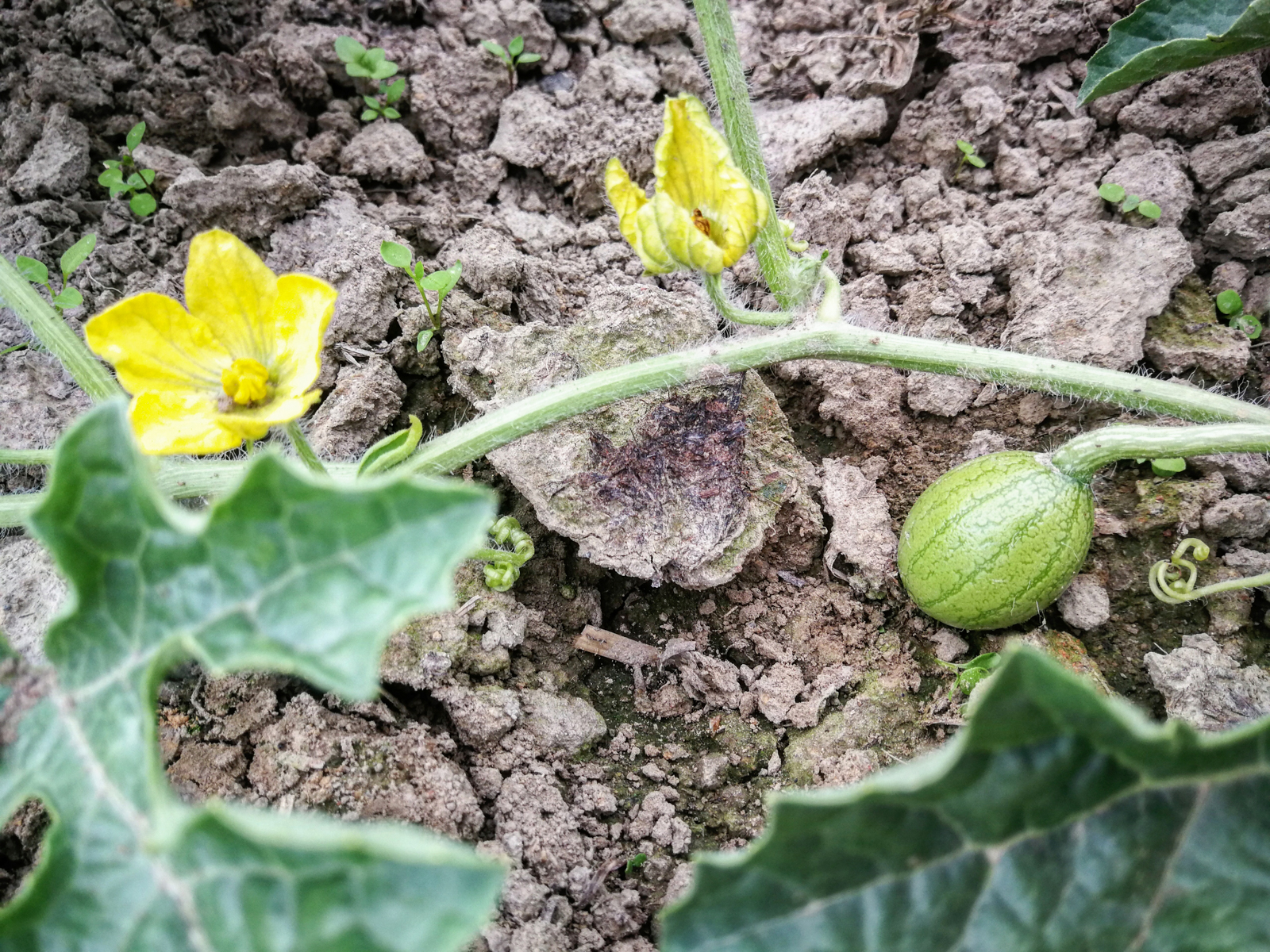 Wassermelone Gemüsegarten Bochum