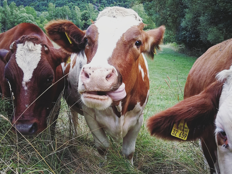 Kühe in Marsberg im Sauerland