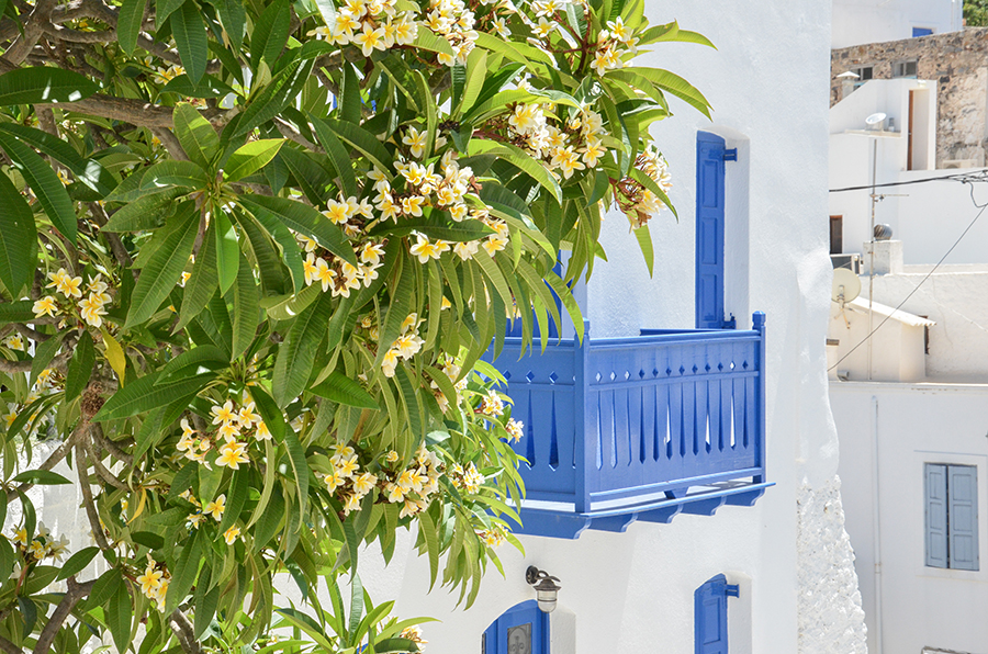 Balkon Kos Griechenland Blüte