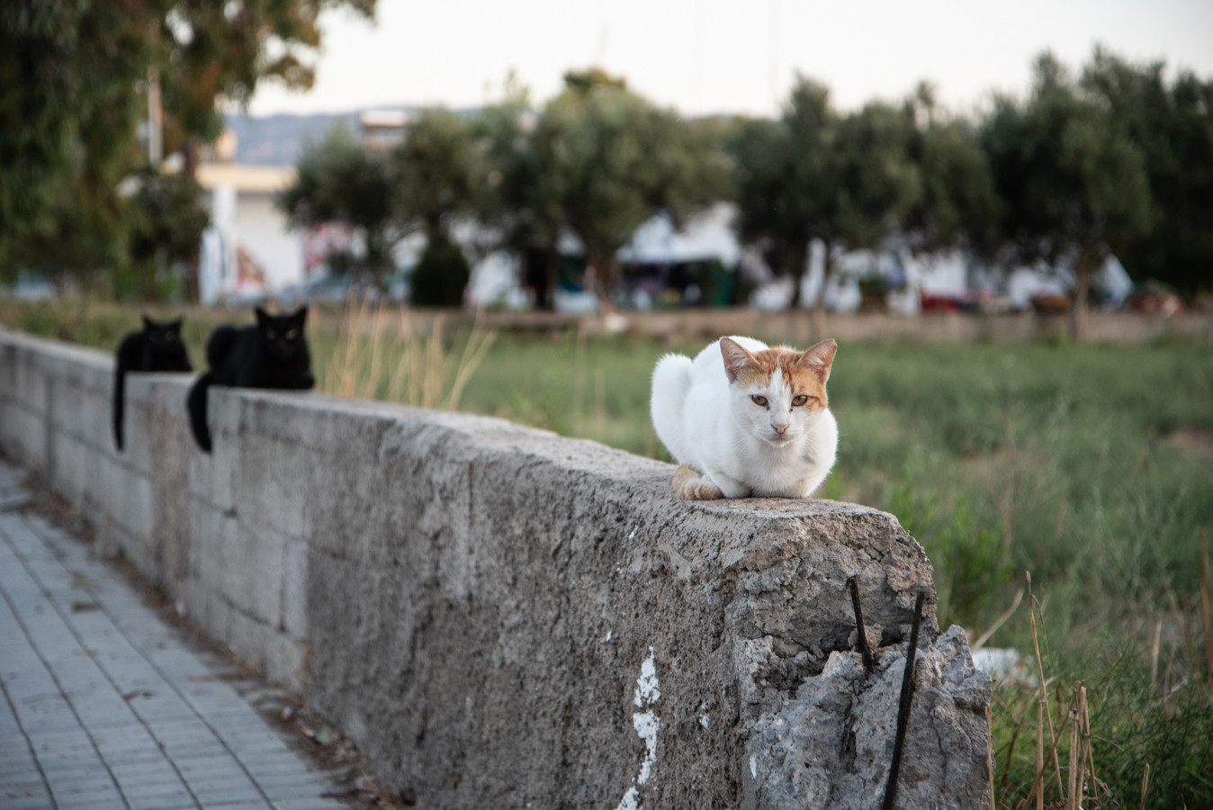 Urlaub auf Kos in Griechenland: Katzen in Marmari auf einer Mauer