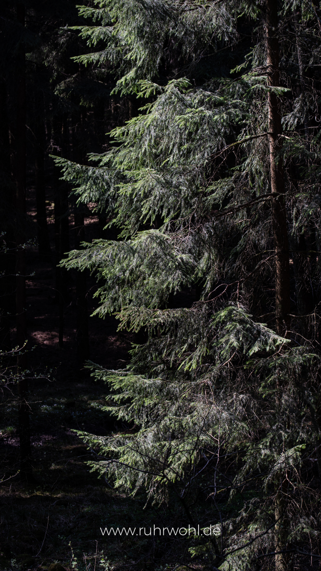 Wallpaper Sperrbildschirm iPhone dunkel Natur Wald 