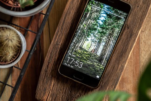 Kostenlose Wallpaper fürs Smartphone mit Wald-Motiv