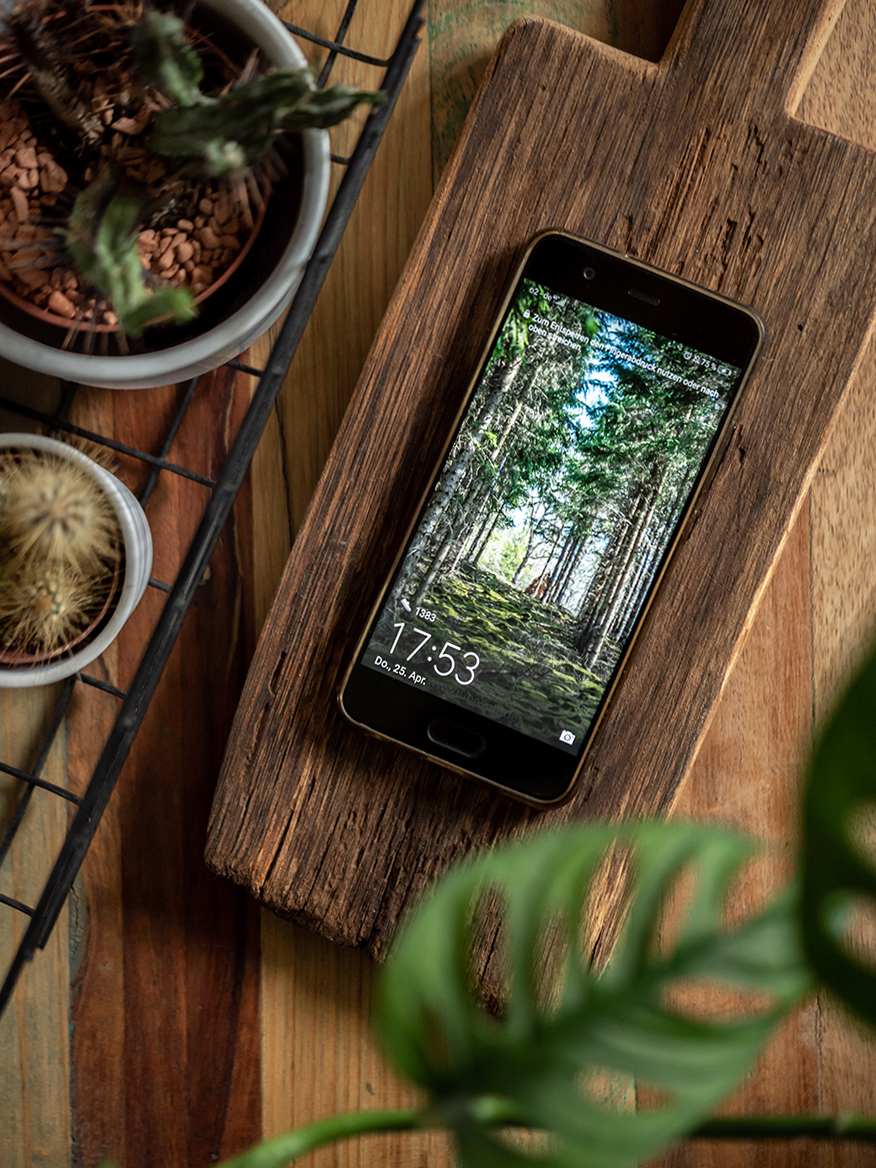 Kostenlose Wallpaper fürs Smartphone mit Wald-Motiv