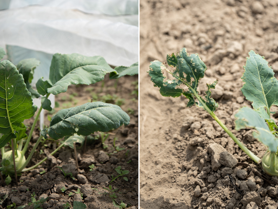 Kohlrabi mit und ohne Schutz