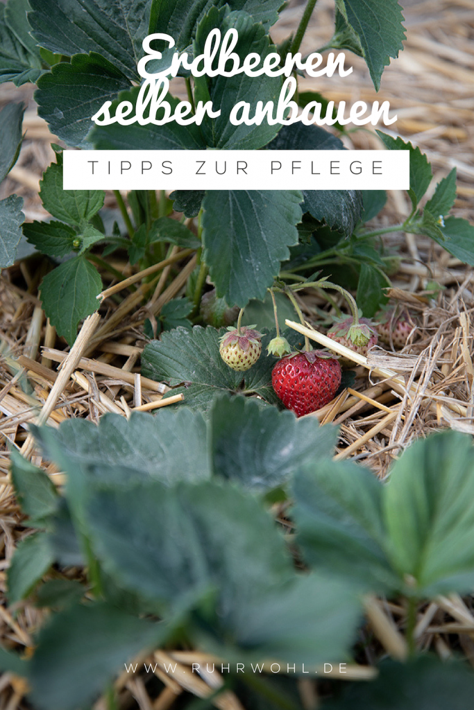 Erdbeeren selber anbauen Tipps zum richtigen Standort, der Pflege und Bewässerung