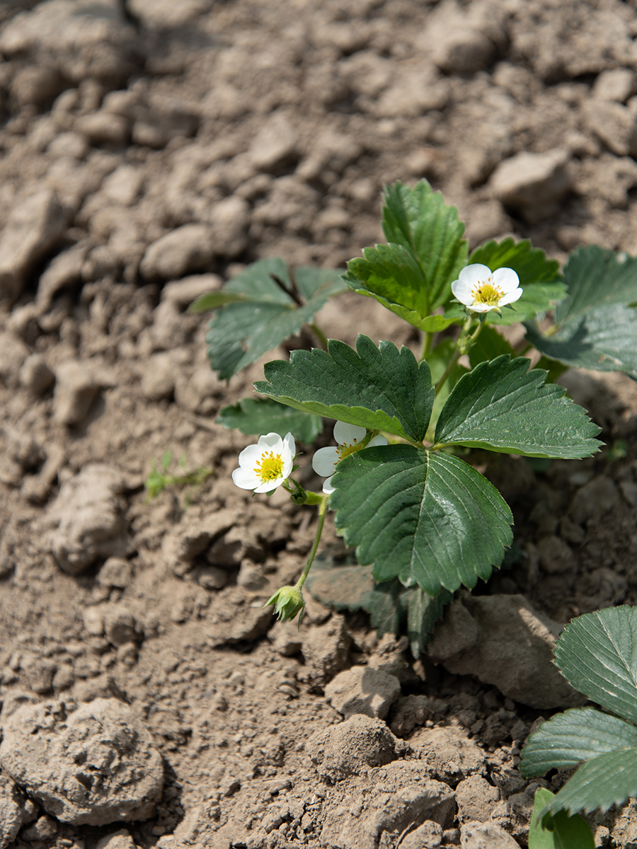 Erdbeeren selber anbauen Tipps zum richtigen Standort, der Pflege und Bewässerung