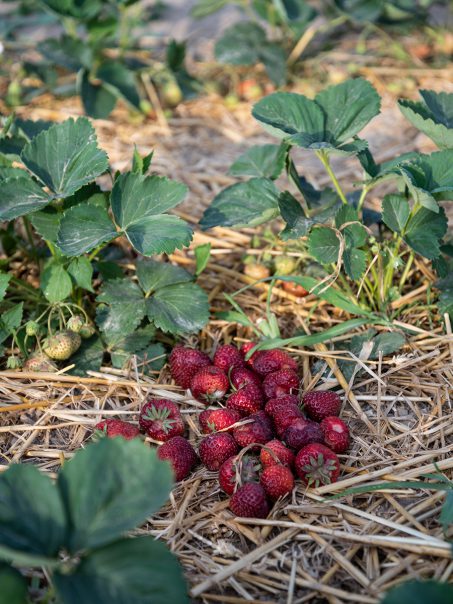 Erdbeeren selber anbauen Tipps zum richtigen Standort, der Pflege und Bewässerung