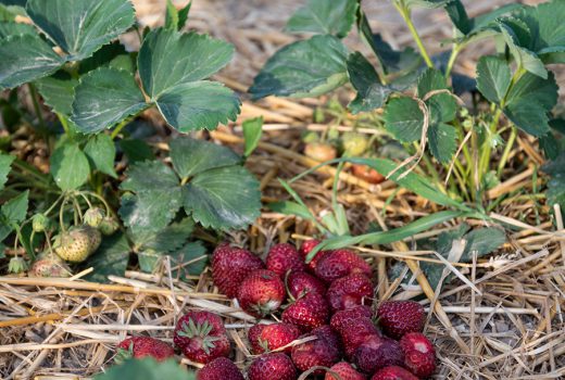 Erdbeeren selber anbauen Tipps zum richtigen Standort, der Pflege und Bewässerung