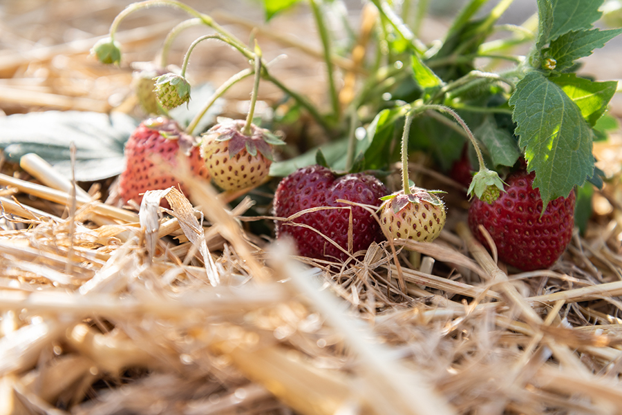 Erdbeeren selber anbauen Tipps zum richtigen Standort, der Pflege und Bewässerung