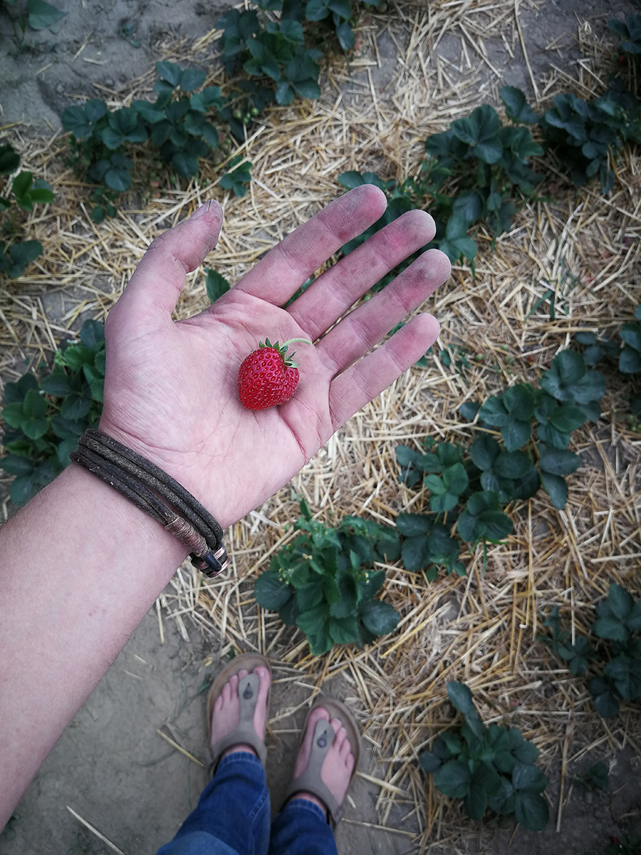 Erdbeeren selber anbauen Tipps zum richtigen Standort, der Pflege und Bewässerung