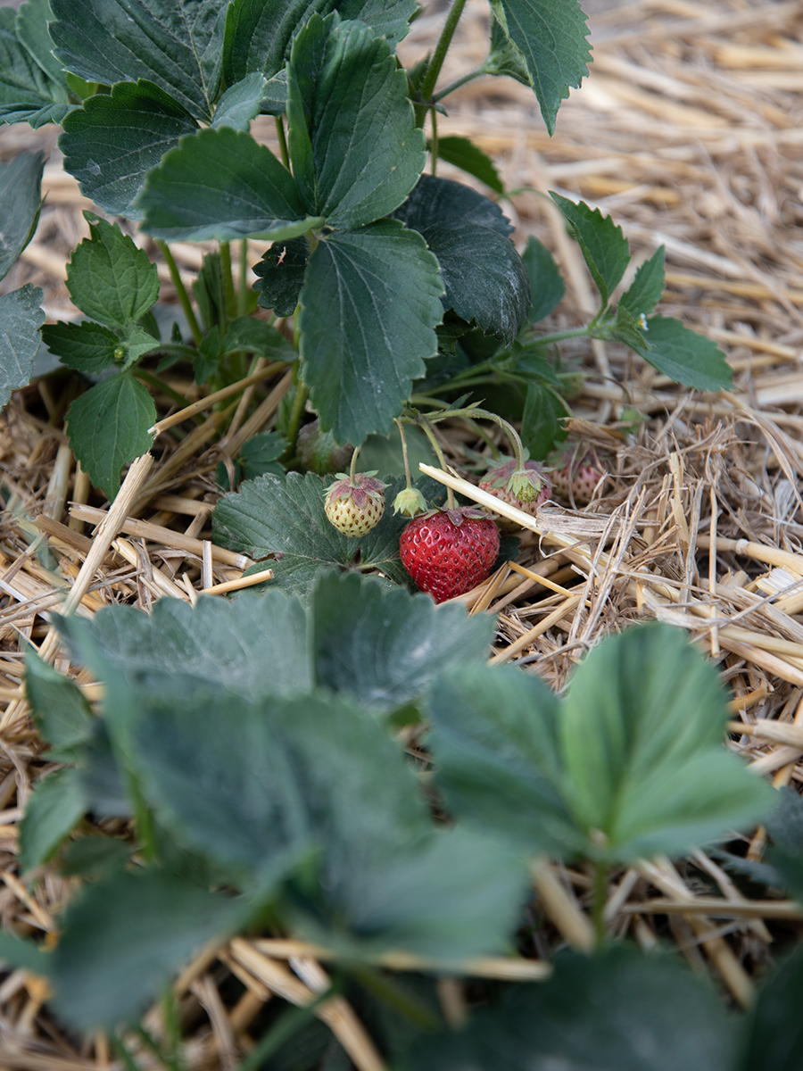 Erdbeeren selber anbauen Tipps zum richtigen Standort, der Pflege und Bewässerung