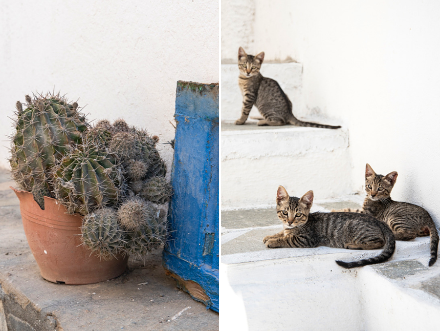 Katzen auf Nisyros in Griechenland, Ägäis