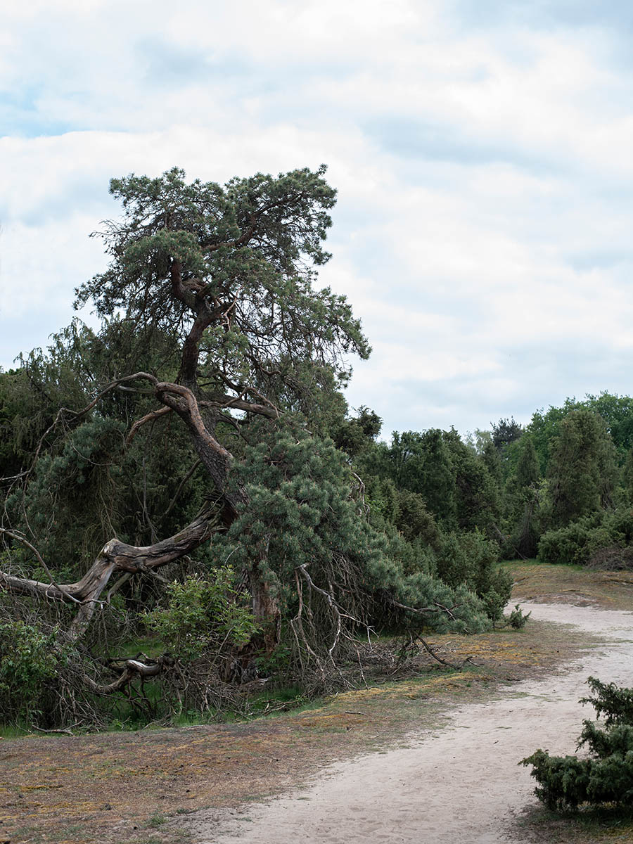 Westruper Heide Haltern am See