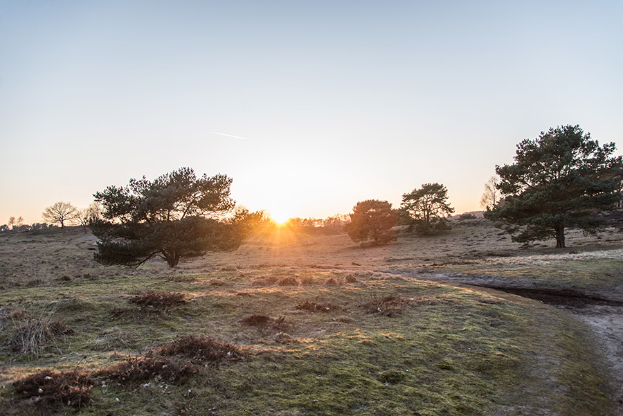 Westruper Heide Haltern am See