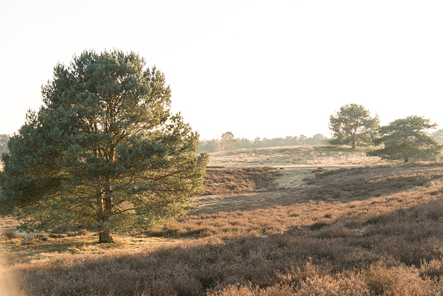 Westruper Heide Haltern am See 3