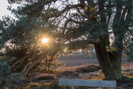 Westruper Heide Haltern am See