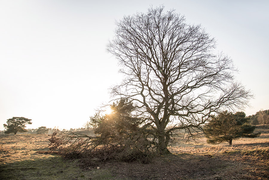 Westruper Heide