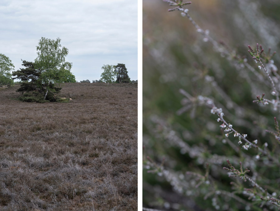 Westruper Heide Haltern am See