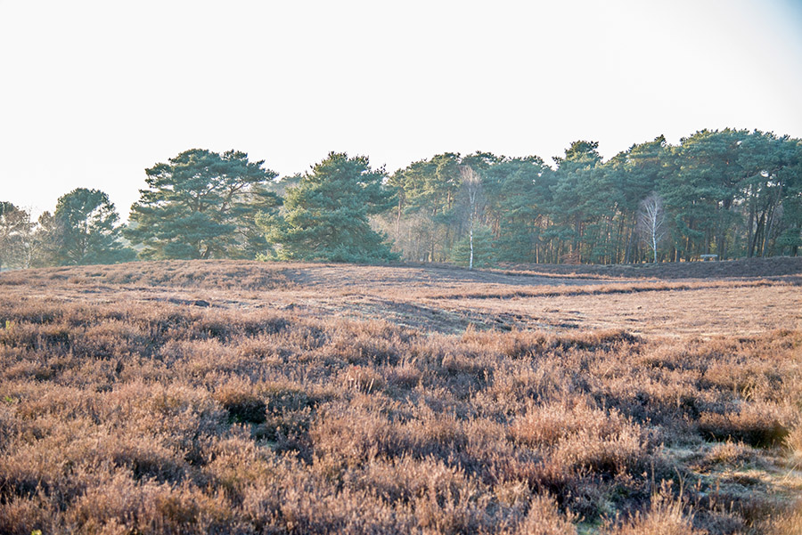 Westruper Heide Haltern am See