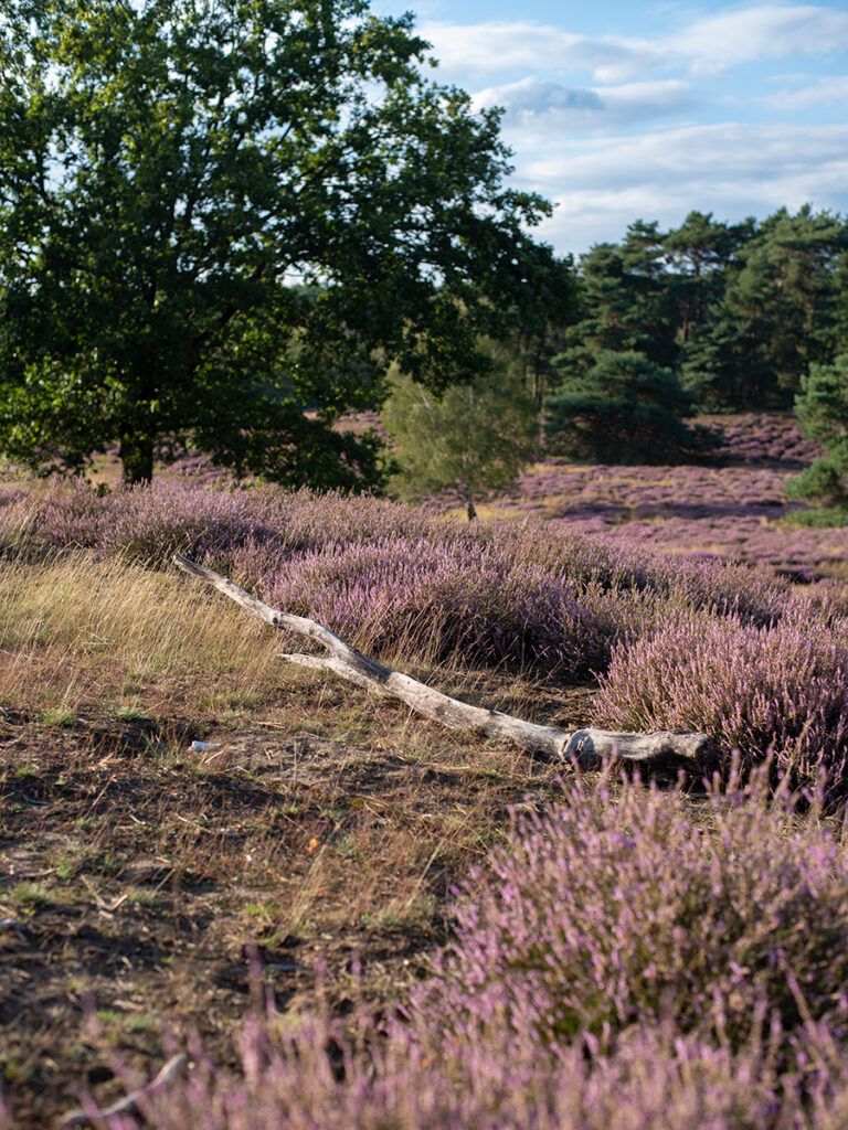 Wandern in der Westruper Heide: Ausflugstipp für das nördliche Ruhrgebiet