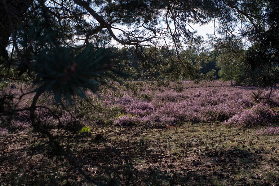 Wandern in der Westruper Heide: Ausflugstipp für das nördliche Ruhrgebiet