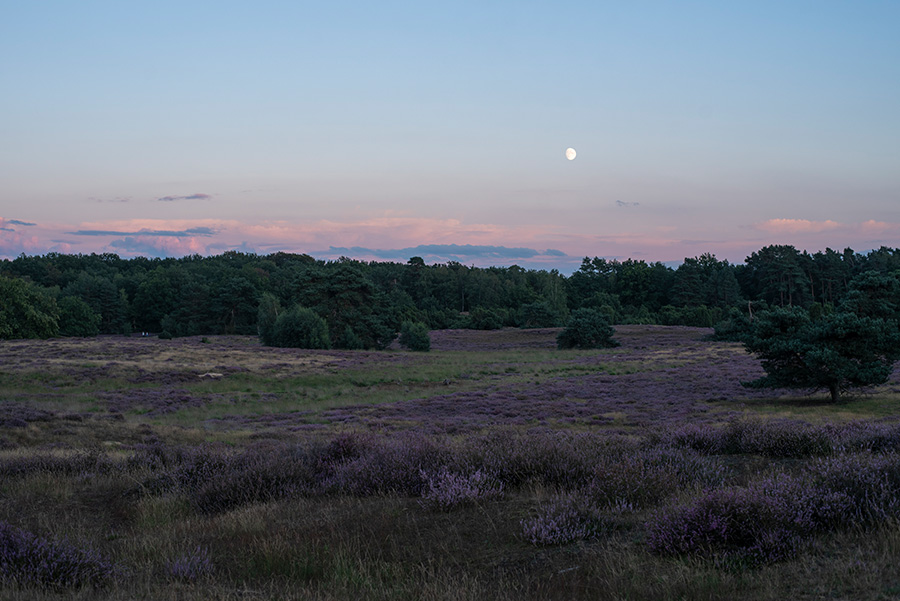 Wandern in der Westruper Heide: Ausflugstipp für das nördliche Ruhrgebiet