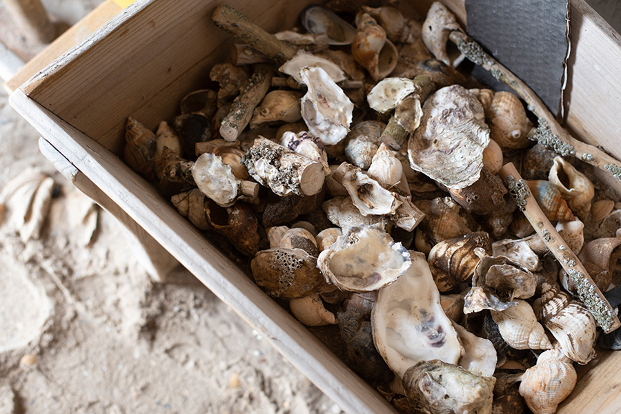 Mandö Dänemark Muscheln