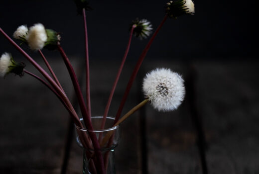 Pusteblumen haltbar machen: Einfaches DIY für den Frühling