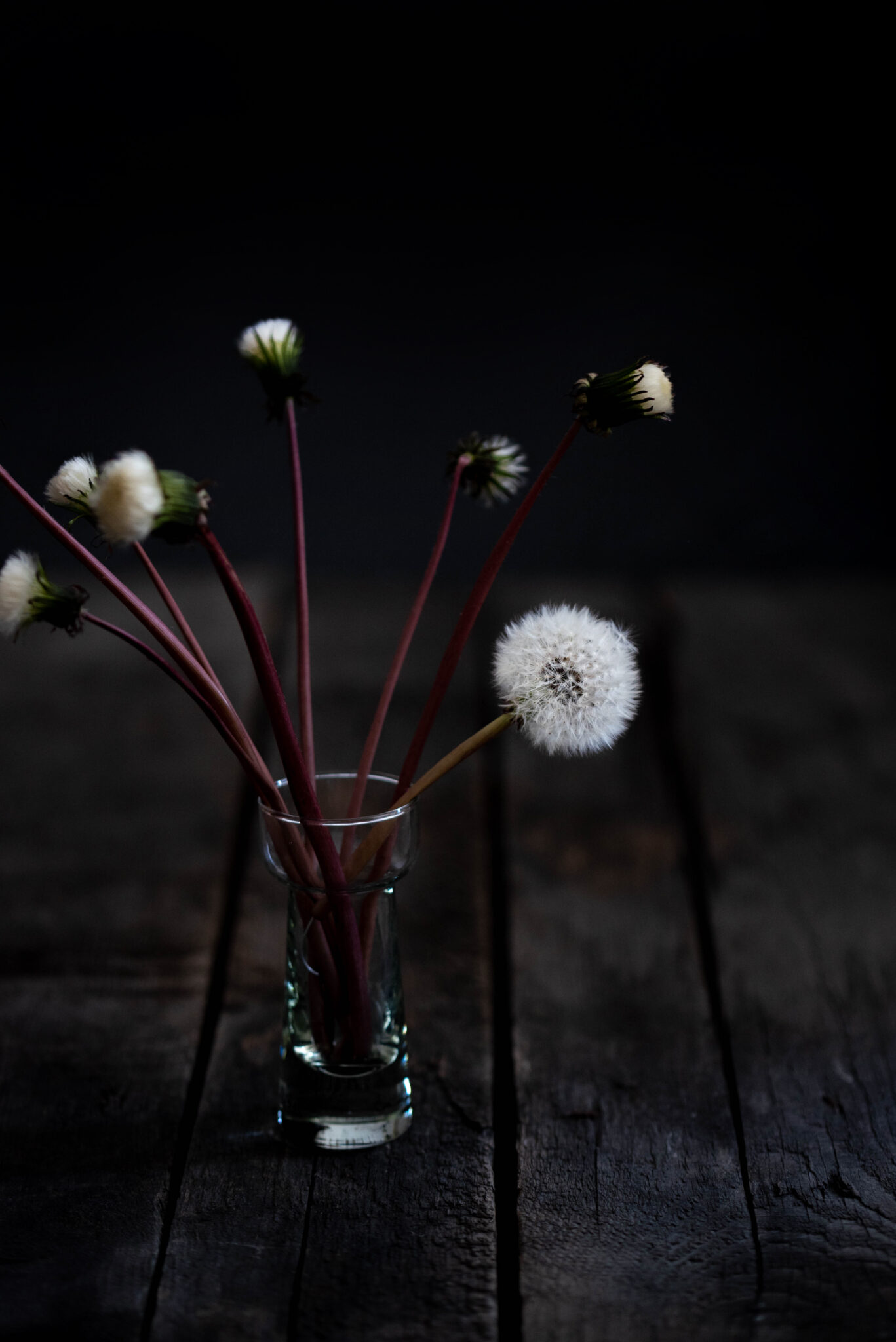 Pusteblumen haltbar machen: Einfaches DIY für den Frühling