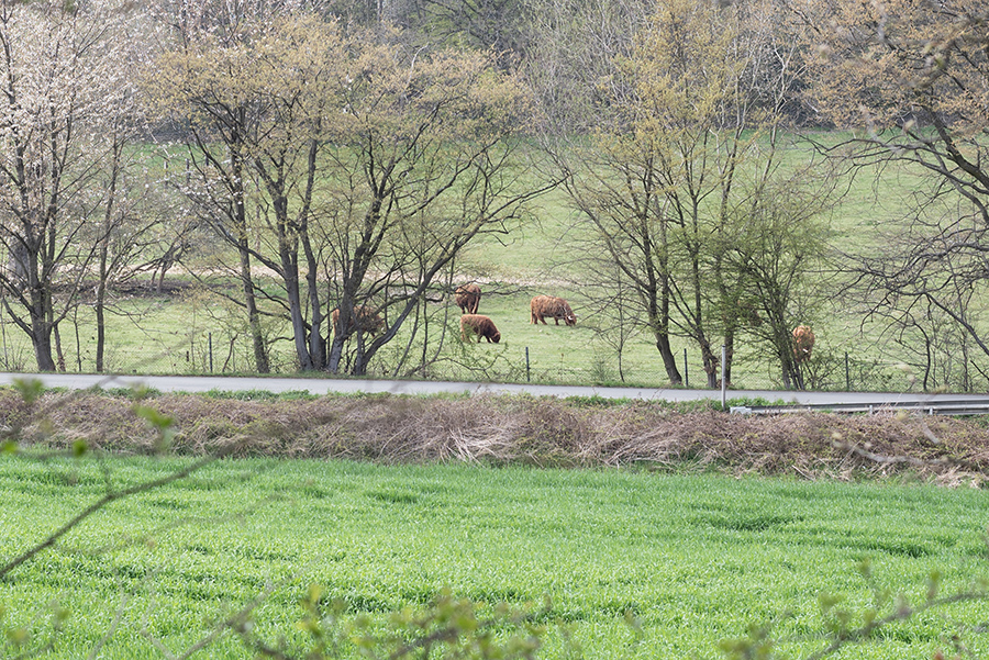Rinder auf Weide in Witten Ruhrgebiet 