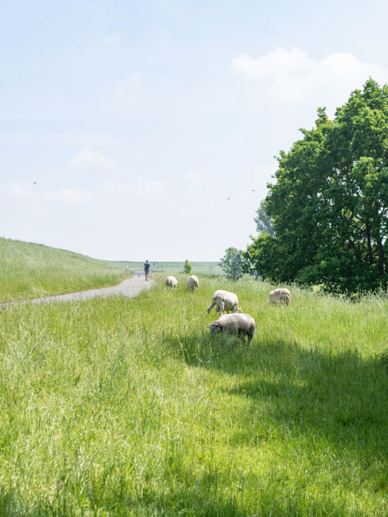 Ditzum Ostfriesland