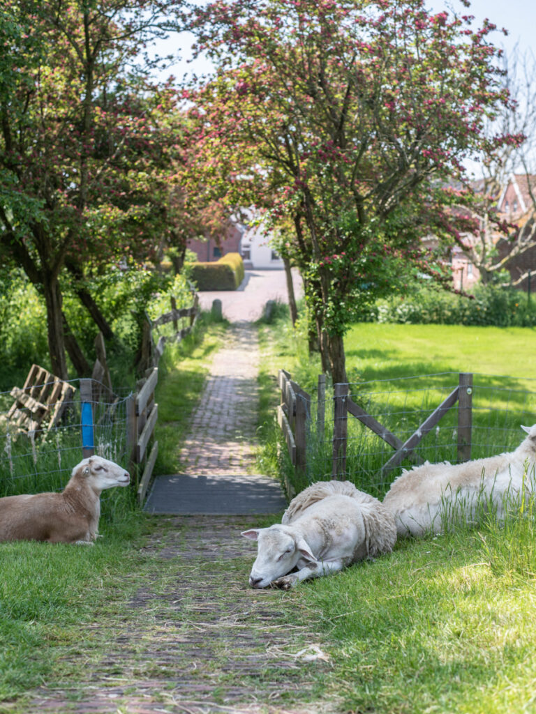 Ditzum Ostfriesland