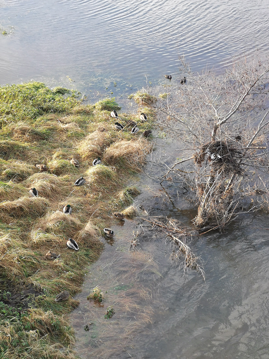 Enten in Hattingen auf einer Wiese