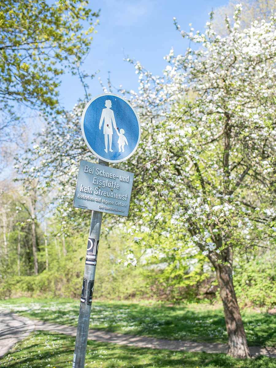 Baum im Frühling