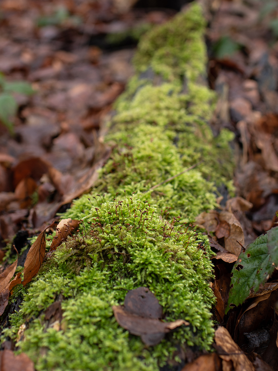 Weitmarer Holz in Bochum