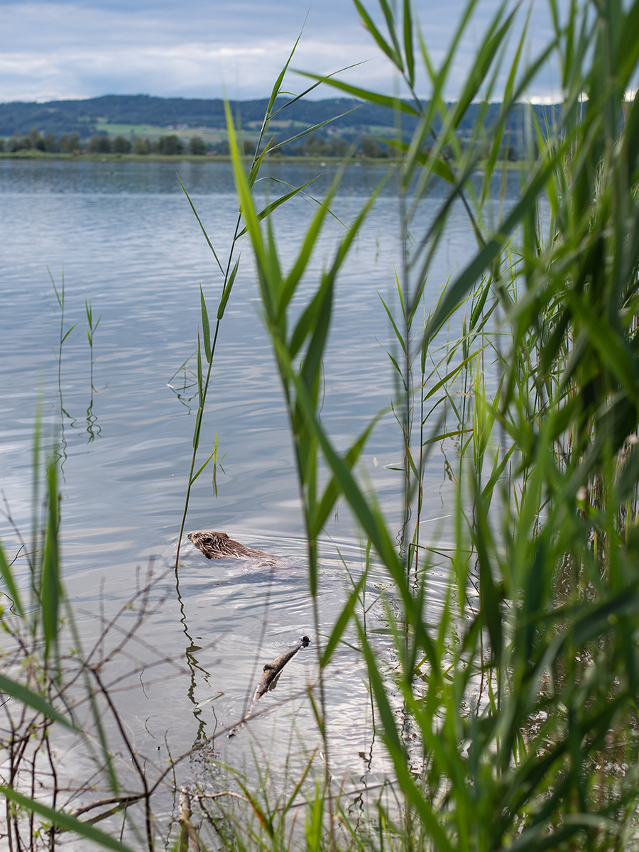 Kochel am See in Bayern