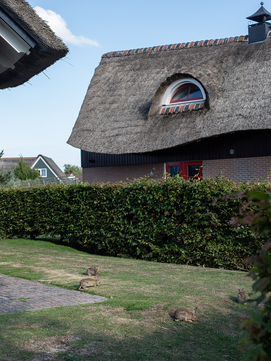 Einige Hasen hoppeln fröhlich durch das Beach Resort Makkum am IJsselmeer in den Niederlanden
