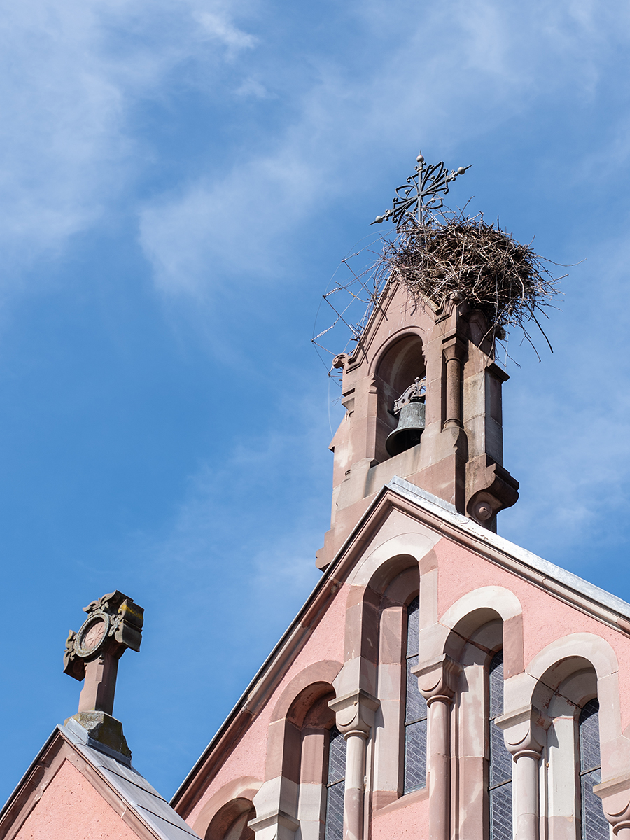 Kirche in Eguisheim mit großem Storchennest auf dem Glockenturm