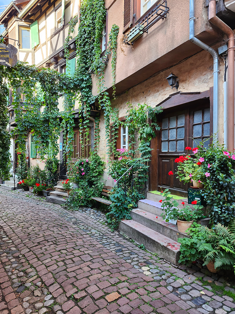 Pflastergasse in Eguisheim mit Fachwerkhäusern, Blumenschmuck und Efeu an den Fassaden