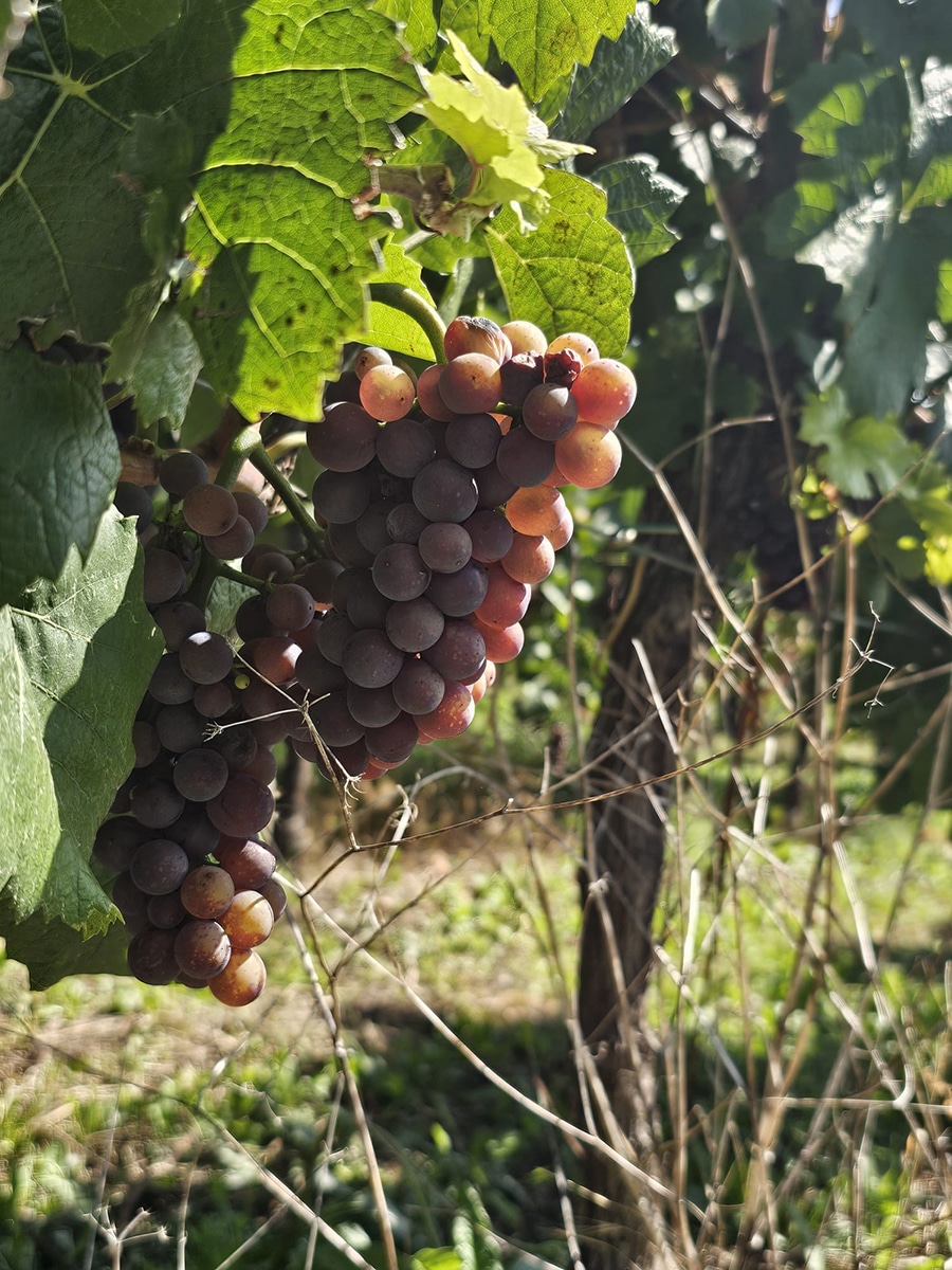 Rötliche Trauben zwischen grünen Blättern im Weinberg im Elsass