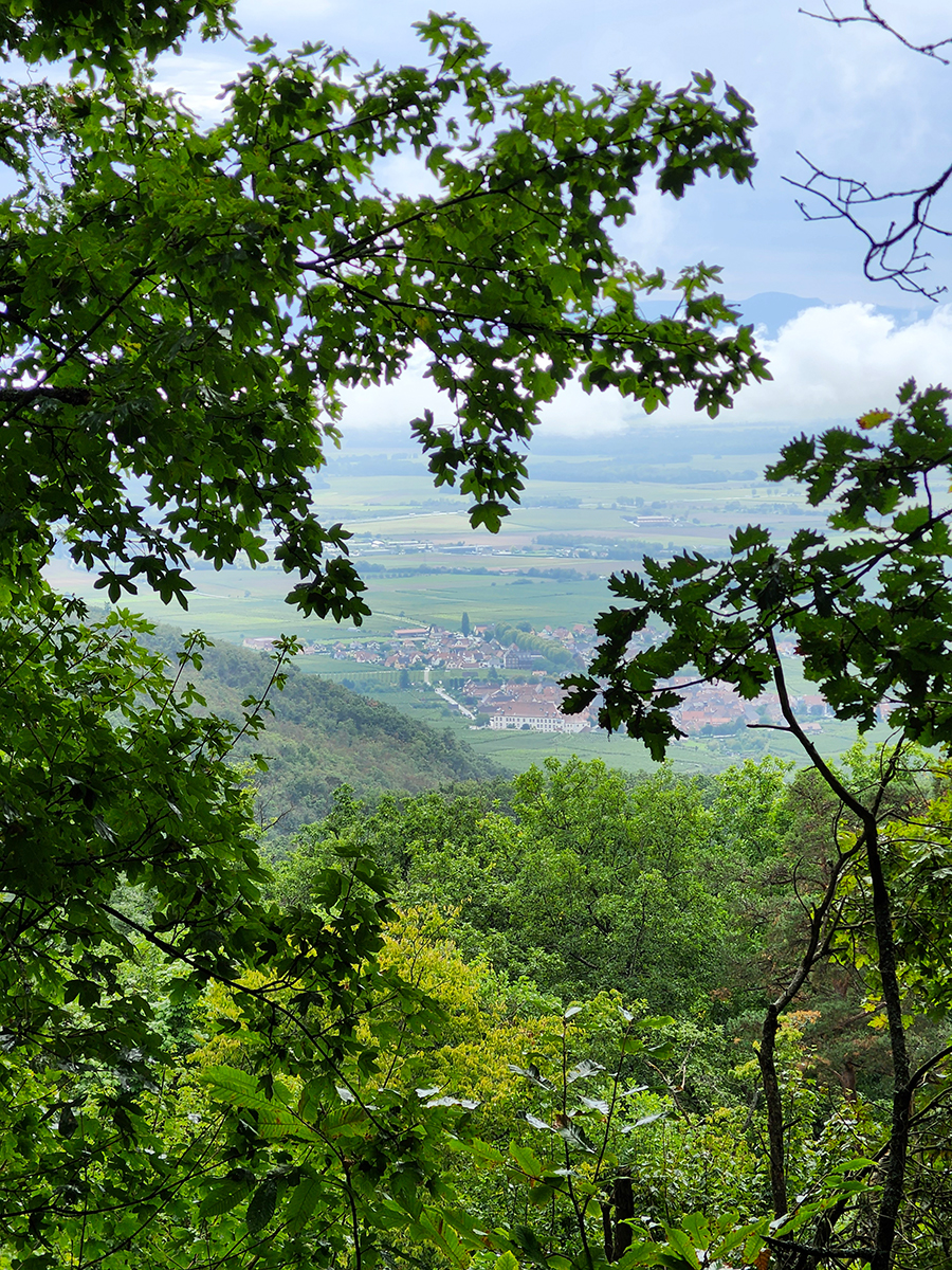 Aussicht durchs Blätterdach von der Hohkönigsburg ins Tal mit Dörfern und Feldern