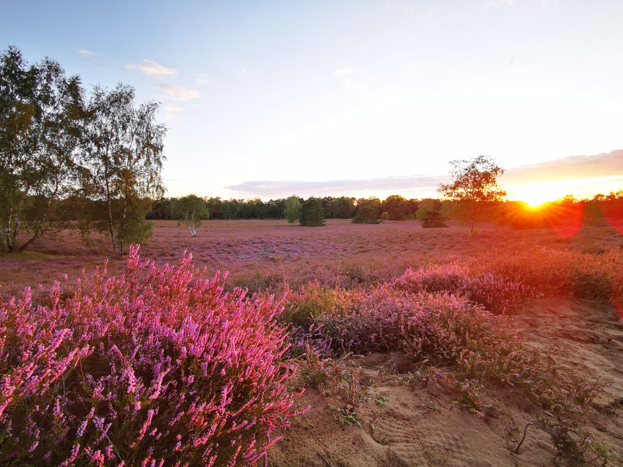 Sonnenuntergang über der Westruper Heide bei Haltern am See mit blühender Heidefläche