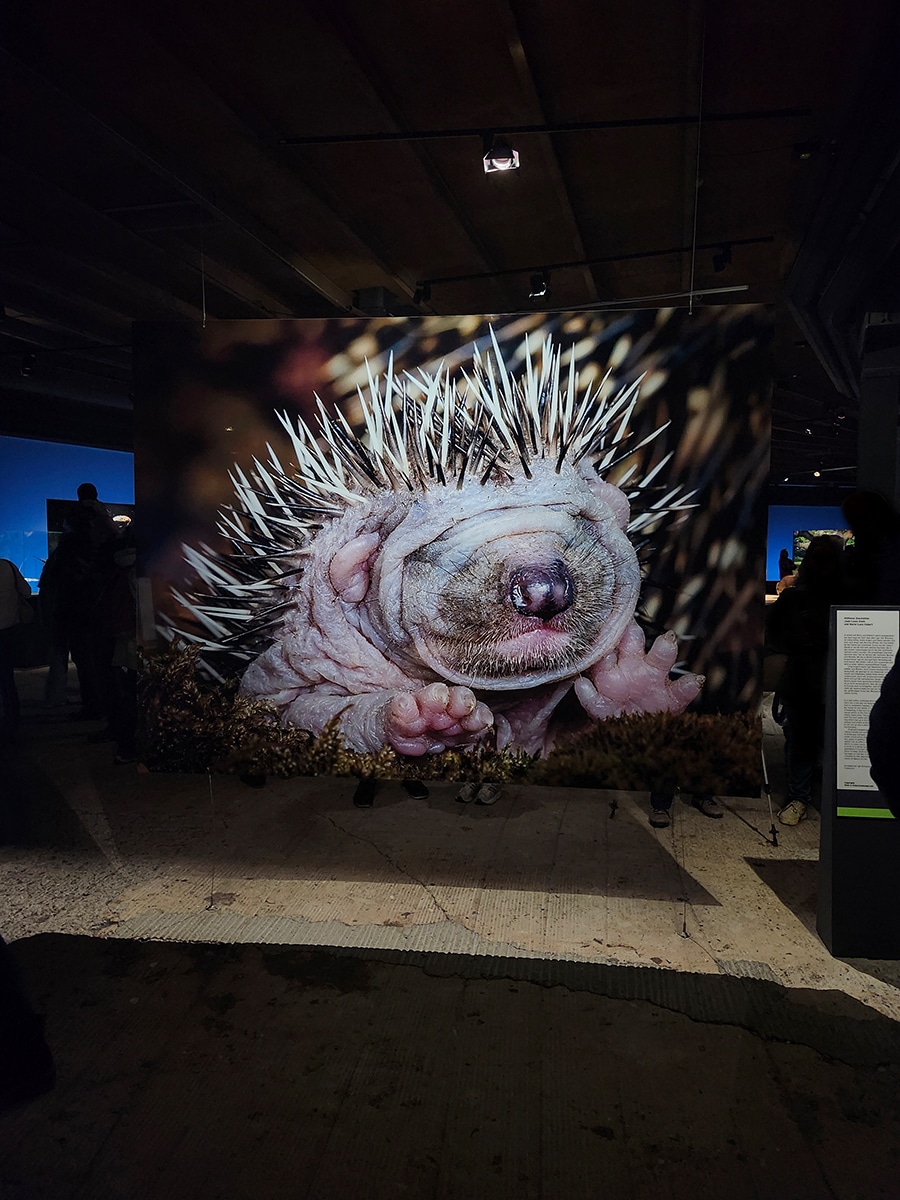 Igelbaby in der Ausstellung „Mythos Wald“ im Gasometer Oberhausen