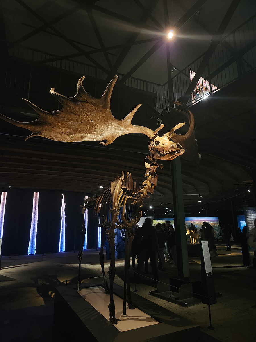 Skelett eines ausgestorbenen Riesenhirschs in der Ausstellung „Mythos Wald“ im Gasometer Oberhausen