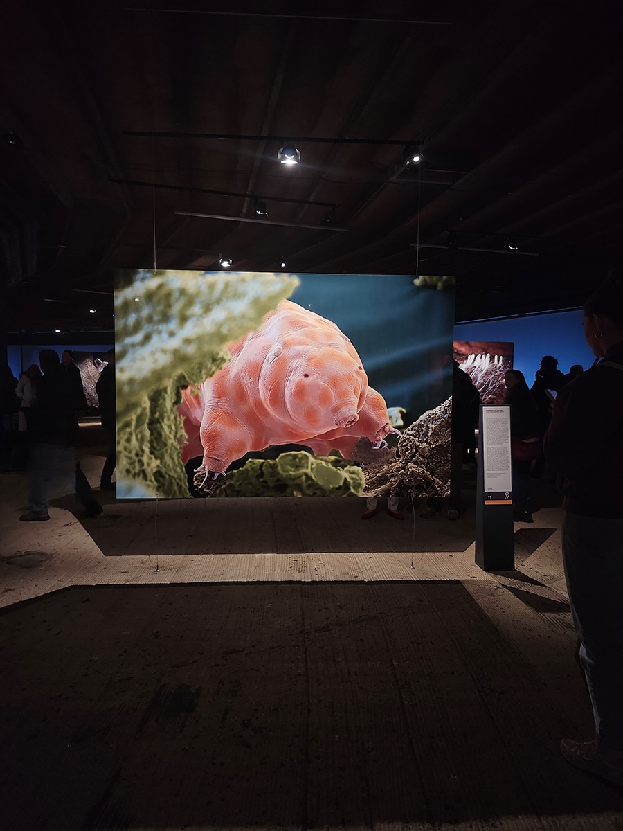 Bärtierchen in der Ausstellung „Mythos Wald“ im Gasometer Oberhausen