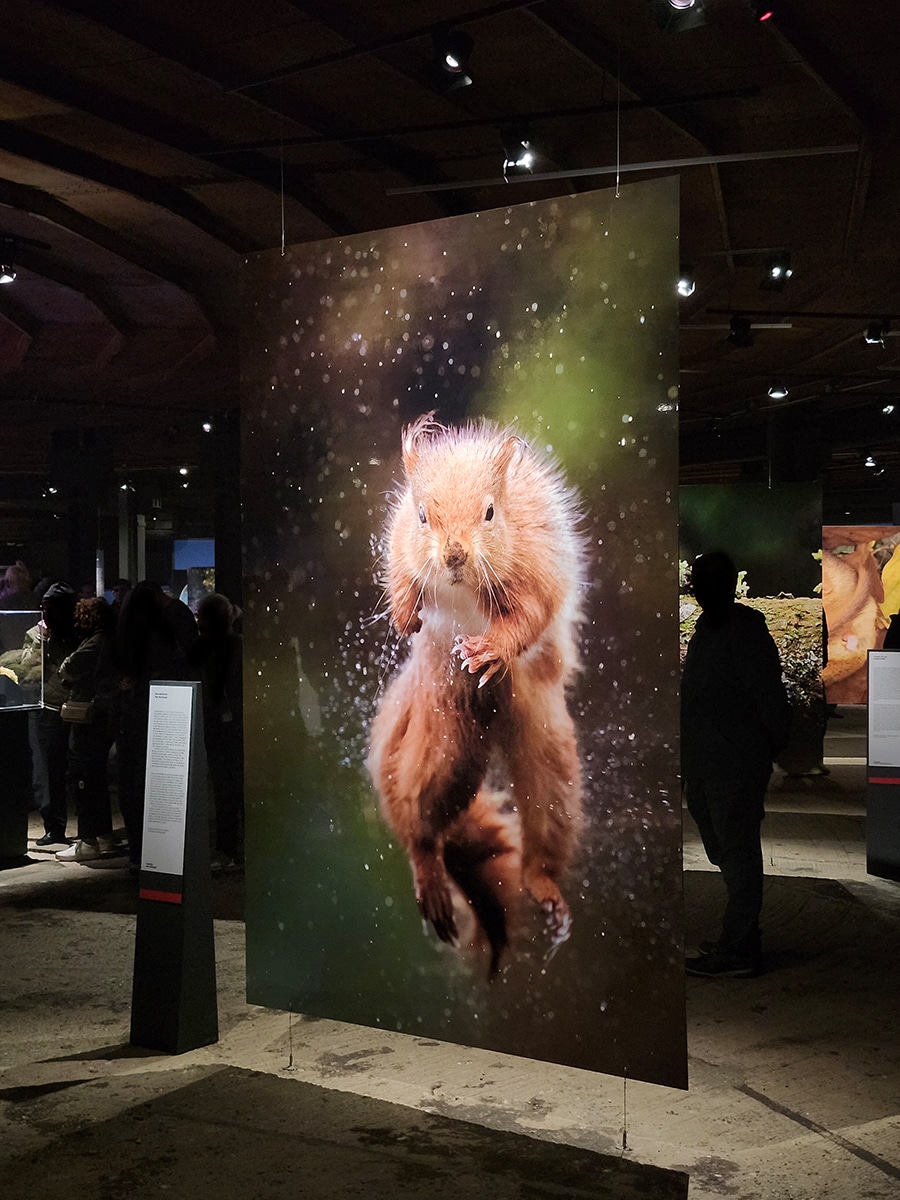 Springendes Eichhörnchen in der Ausstellung „Mythos Wald“ im Gasometer Oberhausen